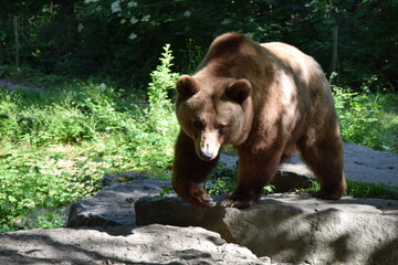 Wildlife Animal Germany