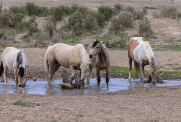 Naklejka na ściany i meble Wild Horses at a Desert Waterhole