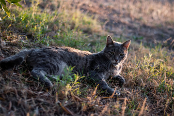 Naklejka premium Cat Lying on Grass Sunbathing in Sunset Light Posing and Looking Straight into Camera in Countryside House Yard - Domestic Animal Portrait on Sithonia Chalkidiki Greece