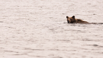 Fototapeta premium Grizzly Bear Swimming In Arctic Lake