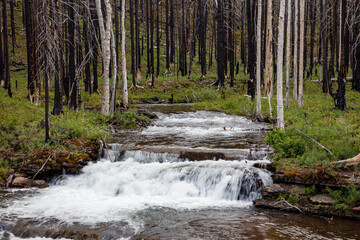 Waterton - Kenow Wild Fire Recovery 2017
