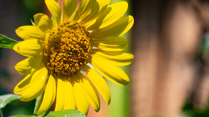 Bright Yellow Sunflower in Full Bloom
