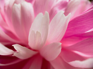 Fototapeta na wymiar Closeup of pink peony flower petals.Natural background.