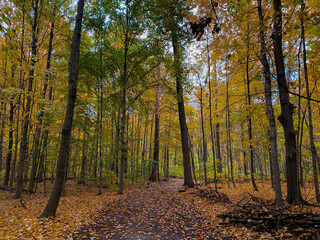 Bright Yellow leaves in Hooded Forrest Orange and Green Leaves Dirt Trail