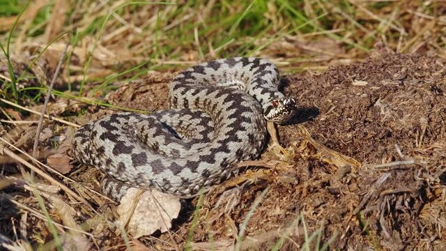Common European adder viper (Vipera berus)