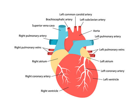 Heart anatomy with descriptions. Educational diagram with human internal organ illustration.