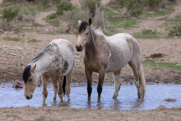 Obraz premium Wild Horses at a Desert Waterhole