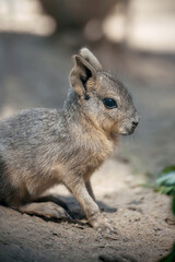 Naklejka na ściany i meble Patagonian mara (Dolichotis patagonum) is a relatively large rodent in the mara genus (Dolichotis). It is also known as the Patagonian cavy. Little cute baby mara. First steps. Learning process