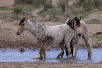 Obraz premium Wild Horses at a Desert Waterhole