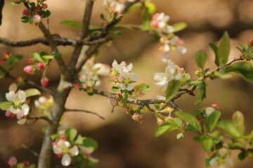 Close Up of White Blossoms