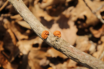Orange Fungus