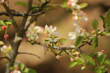 Signs of Spring