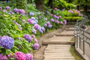 東京都　白山神社の紫陽花