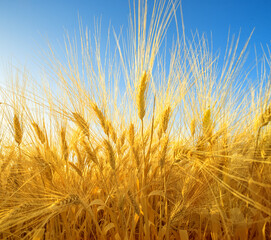Dramatic closeup on wheat field with ripe golden spikes, wide angle perspective