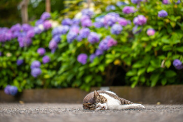 東京都　白山神社の看板猫　