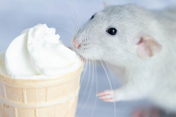 A cute rat sits next to a waffle cup with white ice cream. The rodent is sniffing the dessert. Close-up portrait of animals. Macro