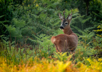 Sarna kozioł © Sporywildlife