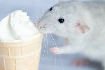 A cute rat sits next to a waffle cup with white ice cream. The rodent is sniffing the dessert....