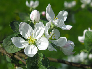 young apple tree in the garden blooms with white flowers