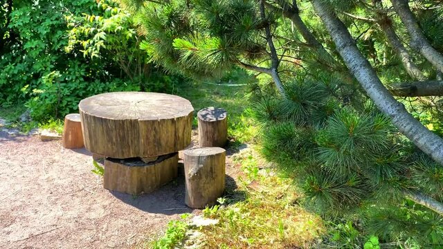 Woodland resting place, large tree stump like hemp table and chairs. Tourist holiday destination surrounded by fir and pine trees. Cozy and beautiful rest area