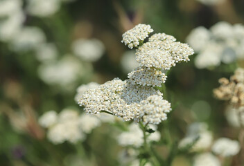 Close up of a flower