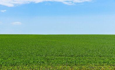 Green field in summer on a background of blue sky