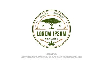 Vintage Circular Round Acacia Tree Badge Emblem for Marijuana Cannabis Hemp CBD Oil Logo Design Vector
