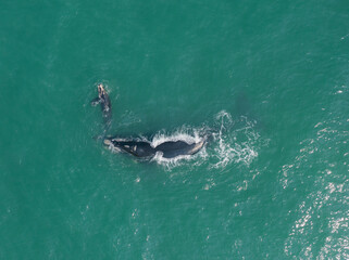 whales swimming in southern Brazil