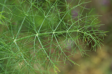 Close up of dill plant