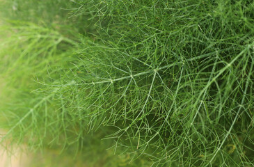 Close up of dill plant, Anethum graveolens