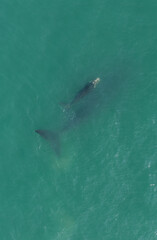 Fototapeta premium whales swimming in southern Brazil