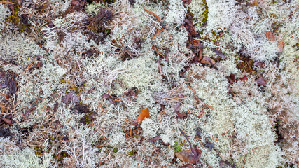 White moss pattern and background
