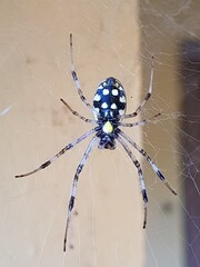 spider on web
