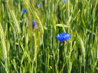 Pole zbóż z chabrami © Pio Si