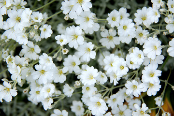 background of small white summer flowers