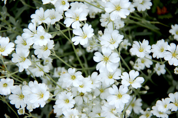 background of small white summer flowers