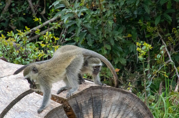 Vervet monkeys play  on the log of a fallen tree