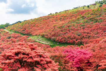 奈良県御所市 葛城山 葛城高原のツツジ