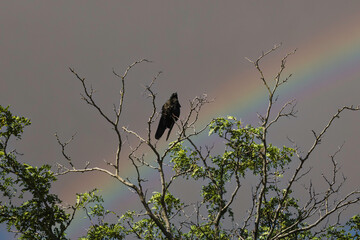 King of the Tree Tops
