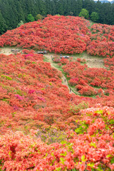 奈良県御所市 葛城山 葛城高原のツツジ