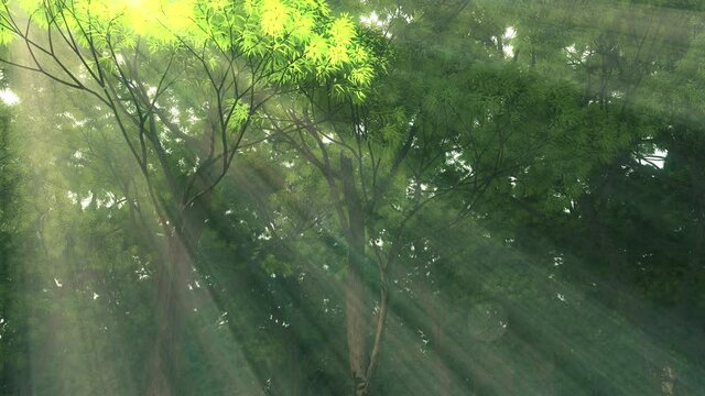 A beam of sunlight changes slowly moving shinning pass through the lush forests. 3d rendering