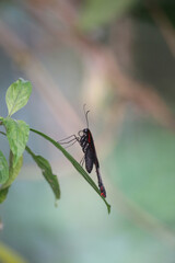 Nahaufnahme Schmetterling