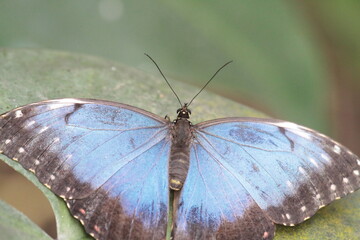 Nahaufnahme Schmetterling