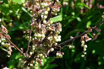 a branch of a currant bush with unripe wilting berries and dry leaves on a green blurred background. The crop is dying. Currant disease.