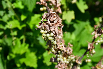 a branch of a currant bush with unripe wilting berries and dry leaves on a green blurred background. The crop is dying. Currant disease.