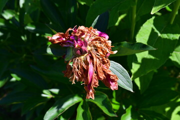 A fading pink peony flower in the garden on a blurry green background. Flaccid, darkening petals....