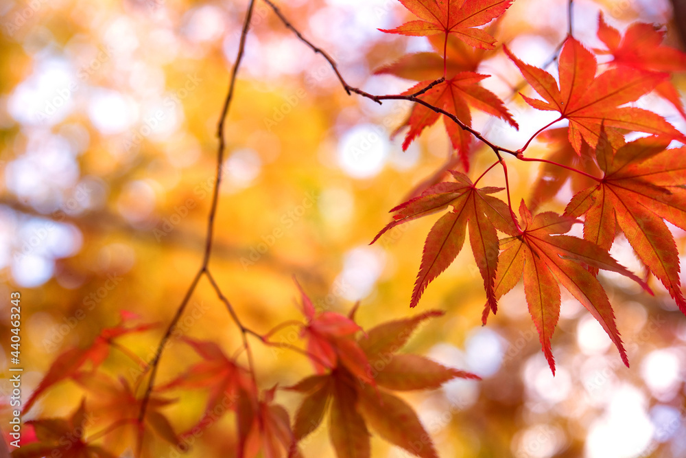Wall mural autumn japanese maple tree background with copyspace　紅葉したもみじの背景 コピースペース