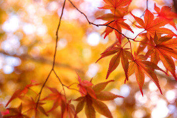Autumn Japanese maple tree background with copyspace　紅葉したもみじの背景 コピースペース
