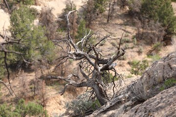 A Unique Tree Clinging to the Side of a Cliff Above a Box Canyon in Utah
