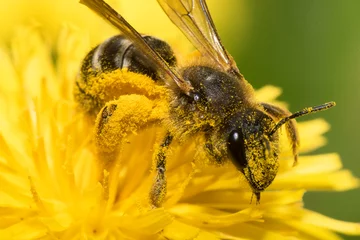 Printed kitchen splashbacks Bee close up of bee on yellow flower